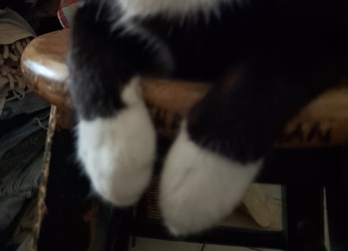 bleaksupercut's tweet photo. She's mrs soft paws from puss in boots https://t.co/3zVFlZRhlP