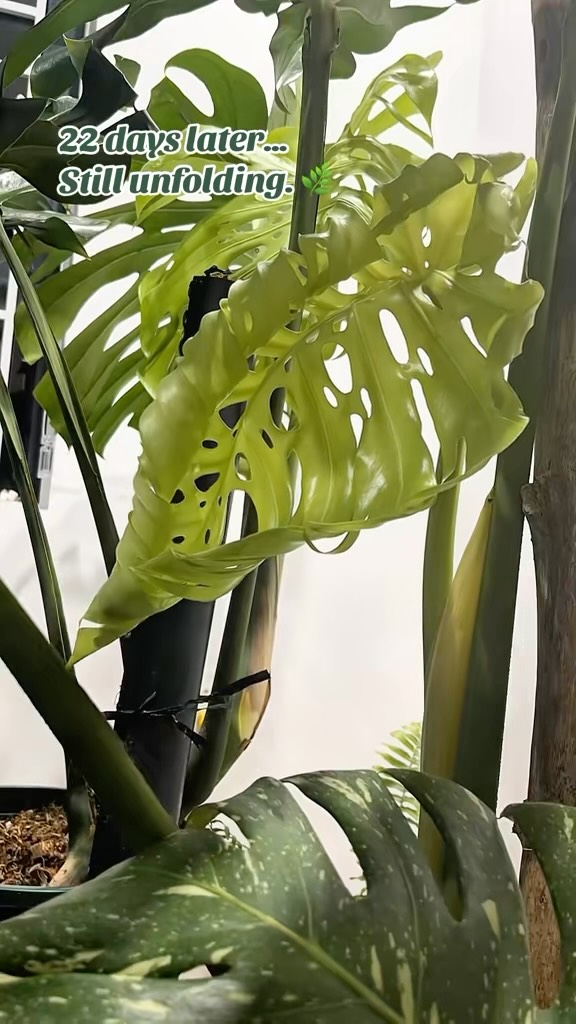 lipinho_cat's tweet photo. Twenty-two days: from a tightly curled leaf to a stunning 60 cm Monstera. It unfurled, deepened in color, and found its place. Nature never rushes, yet always creates something extraordinary. https://t.co/1OSVMa3kw3