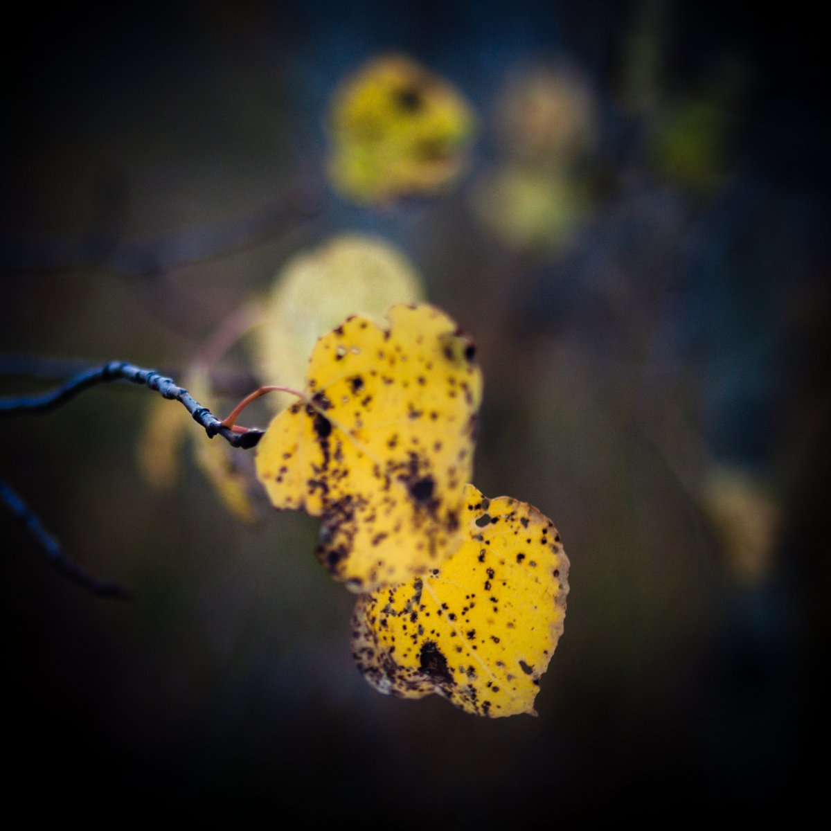 VIV_boho's tweet photo. #fallcolors #autumnbeauty #fallbeauty
#Zeiss Distagon T* 2/35 ZE https://t.co/FeLj453FDE
