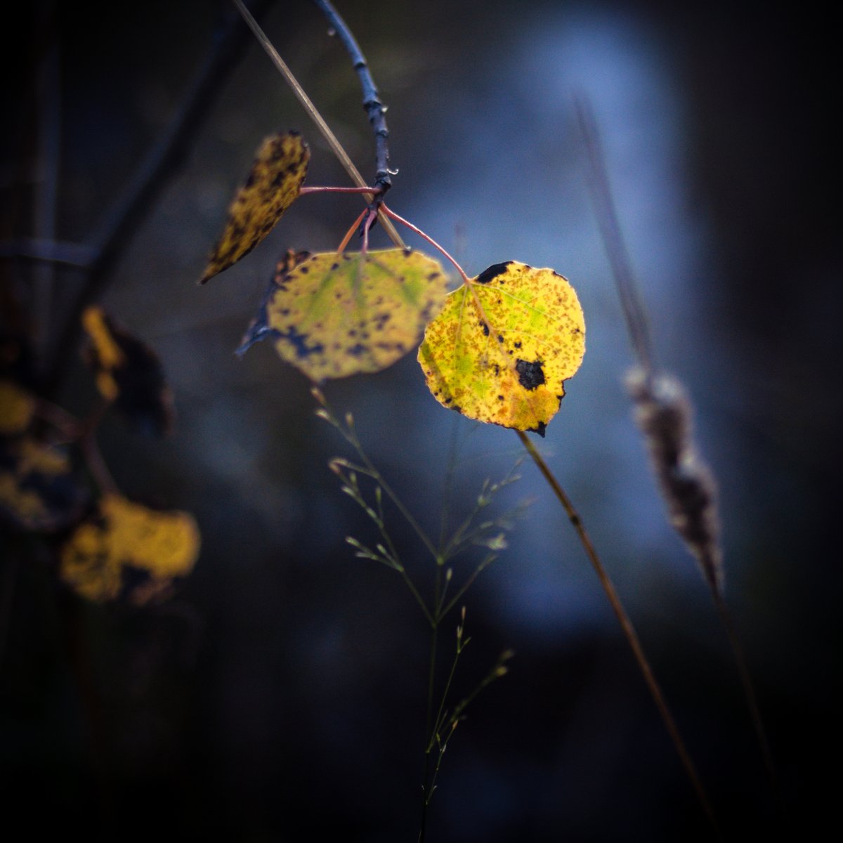 VIV_boho's tweet photo. #fallcolors #autumnbeauty #fallbeauty
#Zeiss Distagon T* 2/35 ZE https://t.co/FeLj453FDE