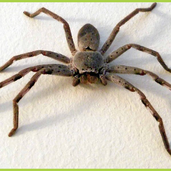 camgda's tweet photo. @stopthee I couldn't find mine . But this is a huntsman spider @mojrmiss https://t.co/YgQuL5nfB7