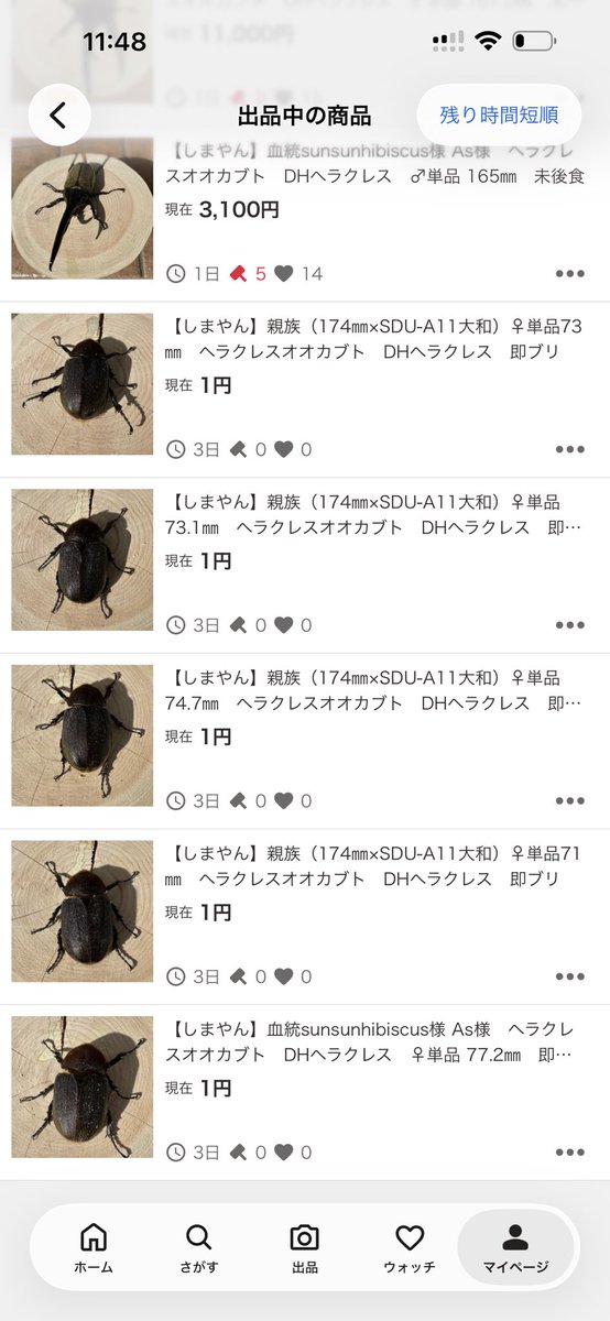 macchokuwa's tweet photo. またまた販売ポスト失礼いたします🙇‍♂️
前回、リポストして下さった皆様ありがとうございました🙇‍♂️
購入して下さった方々も本当にありがとうございました🙇‍♂️
ブリード新米ですが、ご興味のある方はどうぞよろしくお願いいたします🙇‍♂️

https://t.co/GZMJd9AopG https://t.co/CQ26UXT4hT