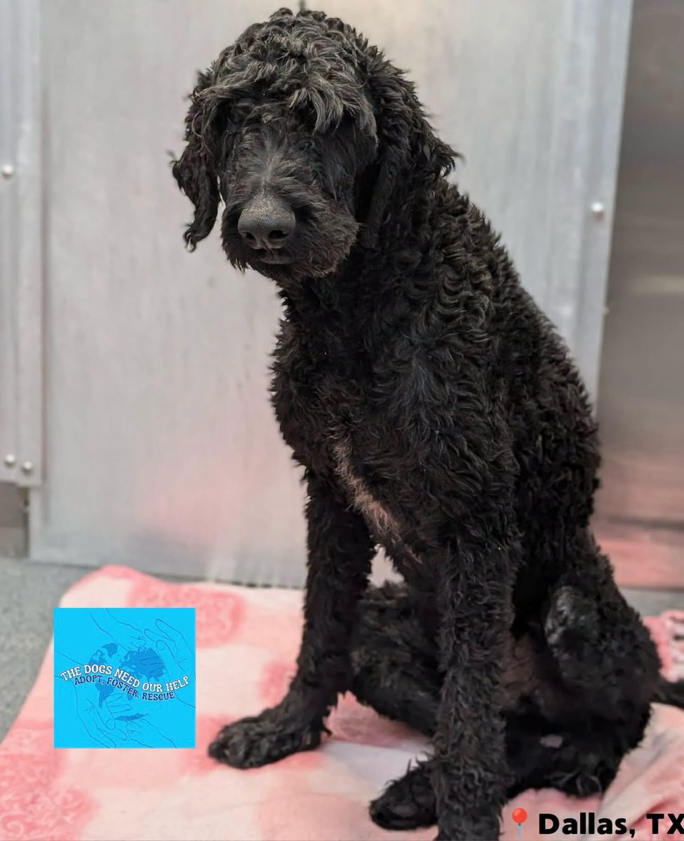 cashsmama08's tweet photo. 🚨SPIDEY SCHEDULED FOR EUTHANASIA 10/10 @ 11AM FOR MEDICAL🚨
PLEASE SHARE EVERYWHERE!🙏
Spidey is only 3 years old, & this sweet Doodle boy needs someone willing to take on his medical care before his deadline arrives.
He came into the shelter with significant regenerative anemia. On 10/4, his HCT was only 20.4%, his hemoglobin was 5.9, & his RBC count was 4.18. He also had a fever, mild dehydration, & a Grade III/VI systolic heart murmur.
But there is some good news. 🙏
Spidey was rechecked on 10/6, & his bloodwork is moving in the right direction. His HCT has improved to 25.7%, hemoglobin is now 7.6, & his RBC count increased to 5.19. The leukocytosis that was present on his earlier bloodwork has also resolved, & he is eating well. His 4DX testing was negative for heartworm & tickborne disease.
He is currently being treated with Doxycycline & needs continued veterinary monitoring, follow-up bloodwork, & appropriate treatment to determine what is causing his anemia and make sure he continues improving.
❤️Then there’s Spidey himself.
He is a calm, timid boy who tends to keep to himself in the shelter. On 10/6, he was treat motivated, tolerated being petted, & even wagged his tail after returning to his kennel. He only walked a few steps out of his kennel, but he was gentle & cooperative.❤️
Spidey has already shown that his body can respond to treatment. He just needs someone to keep giving him that.🙏❤️
He needs a stable place where he can rest, receive the veterinary care he needs, & be closely monitored as he continues recovering. Please help find the person who will see this sweet boy as more than a medical case & give him the chance to heal🙏❤️
Spidey #A1300617
• Male (DAS will fix), 3 years, 42 lbs
• 4DX negative (heartworm & tickborne)
• Vaxxed, dewormed, microchipped, & on prevention
Dallas Animal Services
1818 N Westmoreland Rd
Dallas, TX
EMAIL ASAP with a callback # & subject: “URGENT — Spidey A1300617”