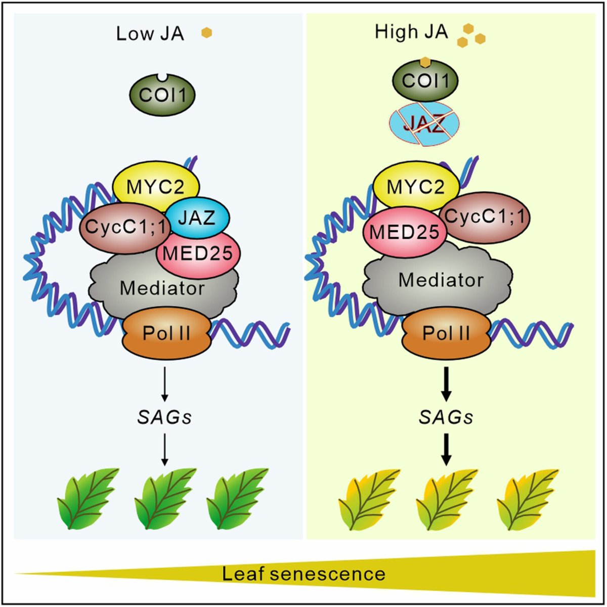JIPBio's tweet photo. Liao et al. identify CycC1;1 as a -ve regulator of JA-induced #leaf senescence in #Arabidopsis, physically interacting with MYC2 in the nucleus to inhibit MYC2-mediated transcriptional activation of senescence-associated #genes. 
https://t.co/cvx3JEKR8X @WileyLifeSci #PlantSci https://t.co/7cktu5hlx0