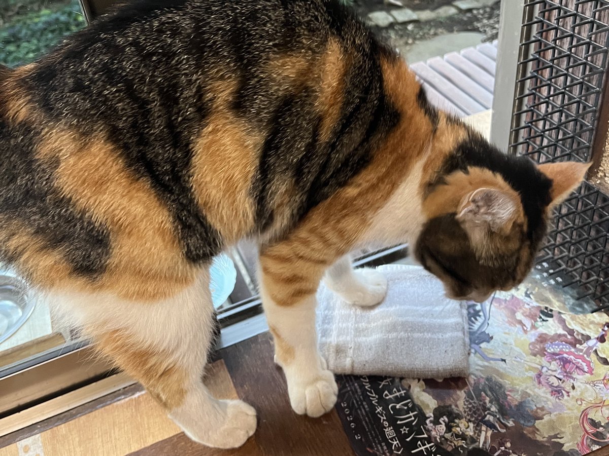 e_hocho's tweet photo. 僕と契約して魔法少女になってよ！
#猫 #野良猫 #三毛猫 #魔法少女猫 https://t.co/NDtMBSw0o6