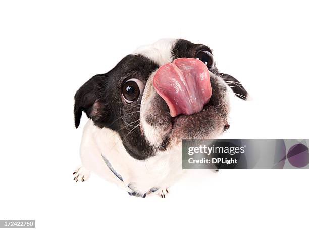 puppymurda's tweet photo. can i ____ ur ____s? https://t.co/QQyQlPmIga