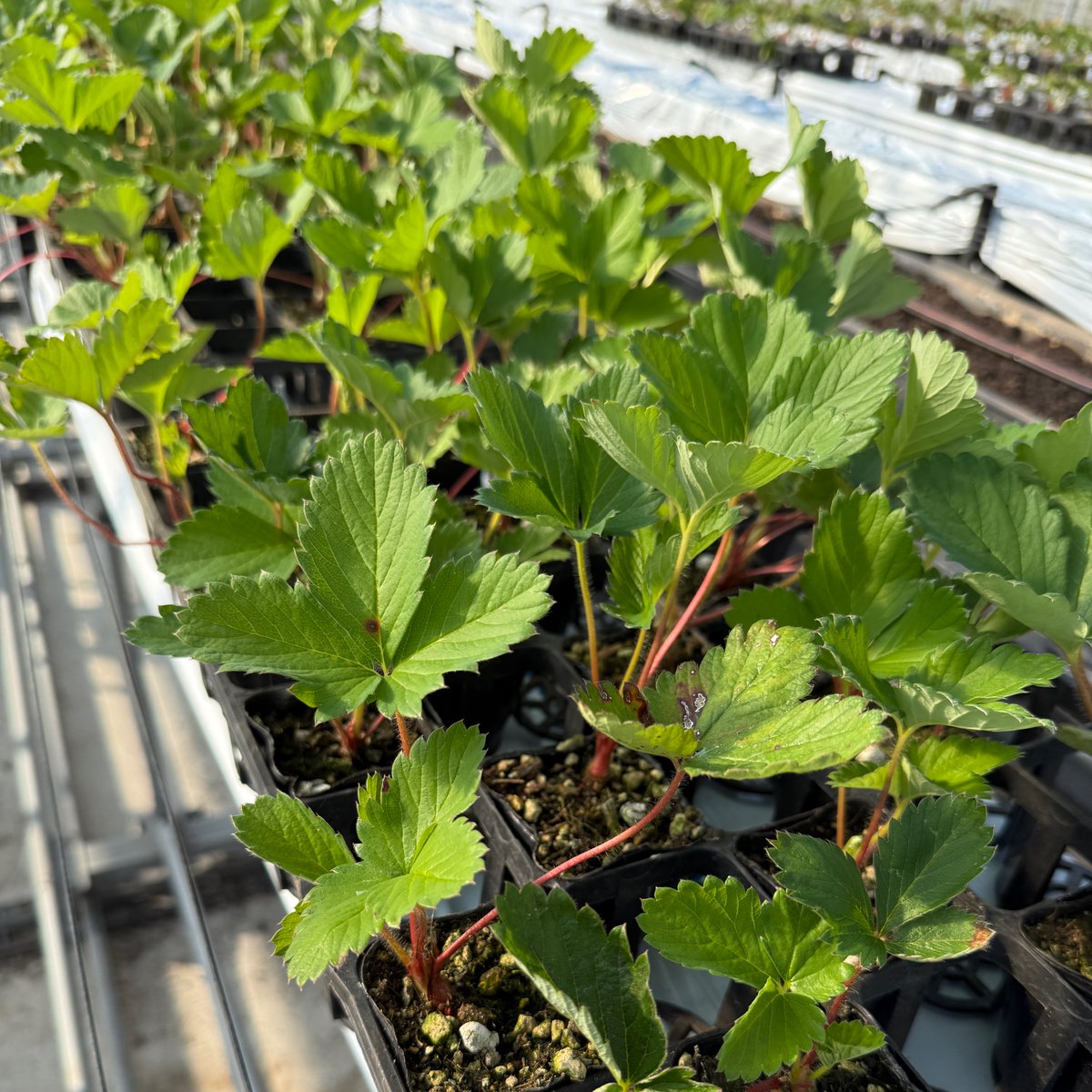 onsenichigo's tweet photo. 定植待ちの苗準備♨️🍓 

#温泉いちご #いちご好き #鳥取温泉いちご #温泉いちご農園 #サステナブル #メイワファーム #6次産業化 #とっておき #鳥取グルメ https://t.co/rWk4mAtoJ4