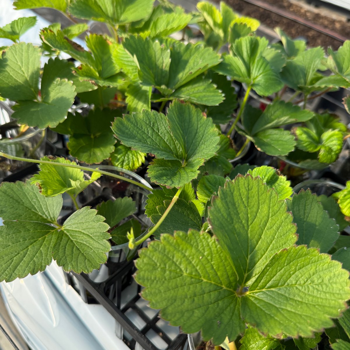 onsenichigo's tweet photo. 定植待ちの苗準備♨️🍓 

#温泉いちご #いちご好き #鳥取温泉いちご #温泉いちご農園 #サステナブル #メイワファーム #6次産業化 #とっておき #鳥取グルメ https://t.co/rWk4mAtoJ4