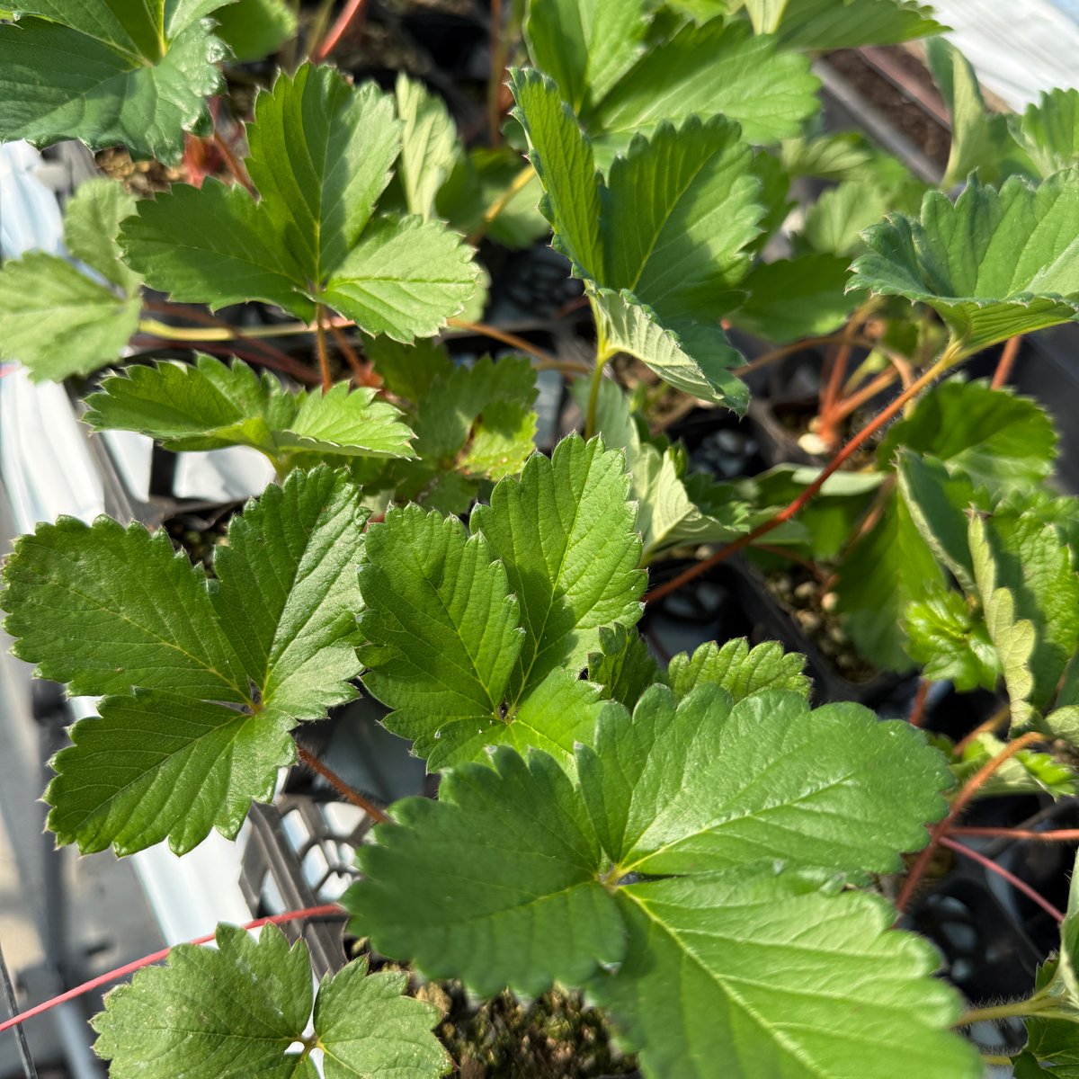 onsenichigo's tweet photo. 定植待ちの苗準備♨️🍓 

#温泉いちご #いちご好き #鳥取温泉いちご #温泉いちご農園 #サステナブル #メイワファーム #6次産業化 #とっておき #鳥取グルメ https://t.co/rWk4mAtoJ4