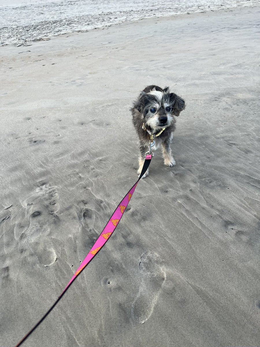 oliviabishops's tweet photo. skye passed away in my lap tonight and i quite literally do not know when i will quit crying https://t.co/BNs4rkTezt