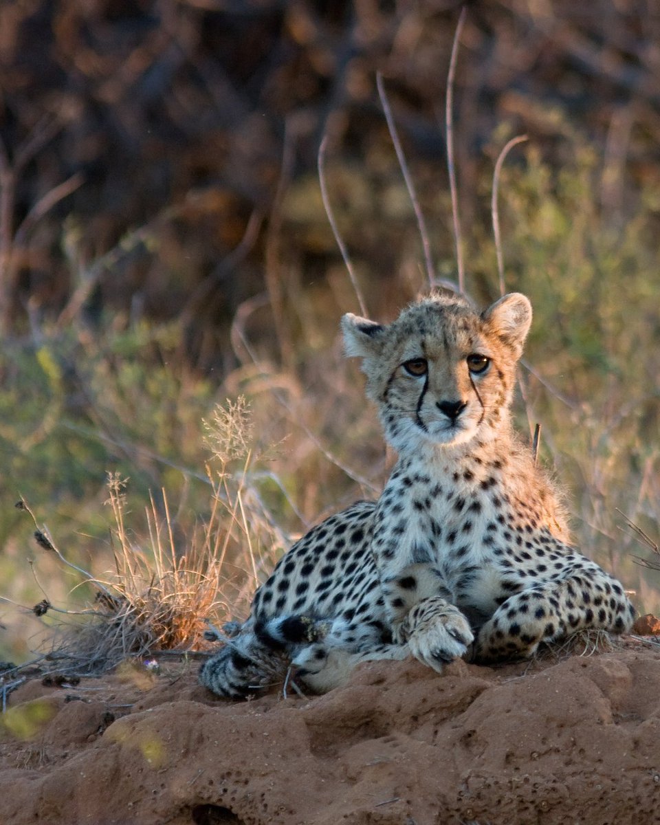 CCFCheetah's tweet photo. Join us this week in San Francisco, California at the Wildlife #Conservation Expo! Cheetah Conservation Fund (CCF) will be joining @wildnetorg's global community of #conservationists and wildlife enthusiasts for the fall expo on October 10!

During the event, Dr. Marker will join the Reducing Conflict session at 2:30 PM in the Robertson Auditorium, alongside Rebecca Klein of Cheetah Conservation Botswana and Dr. Claudio Sillero and Dr. Jorgelina Marino of the Ethiopian Wolf Conservation Programme – three organizations working to help people and predators share the landscape.

🔗To learn more, visit https://t.co/mJqgzxFyIf