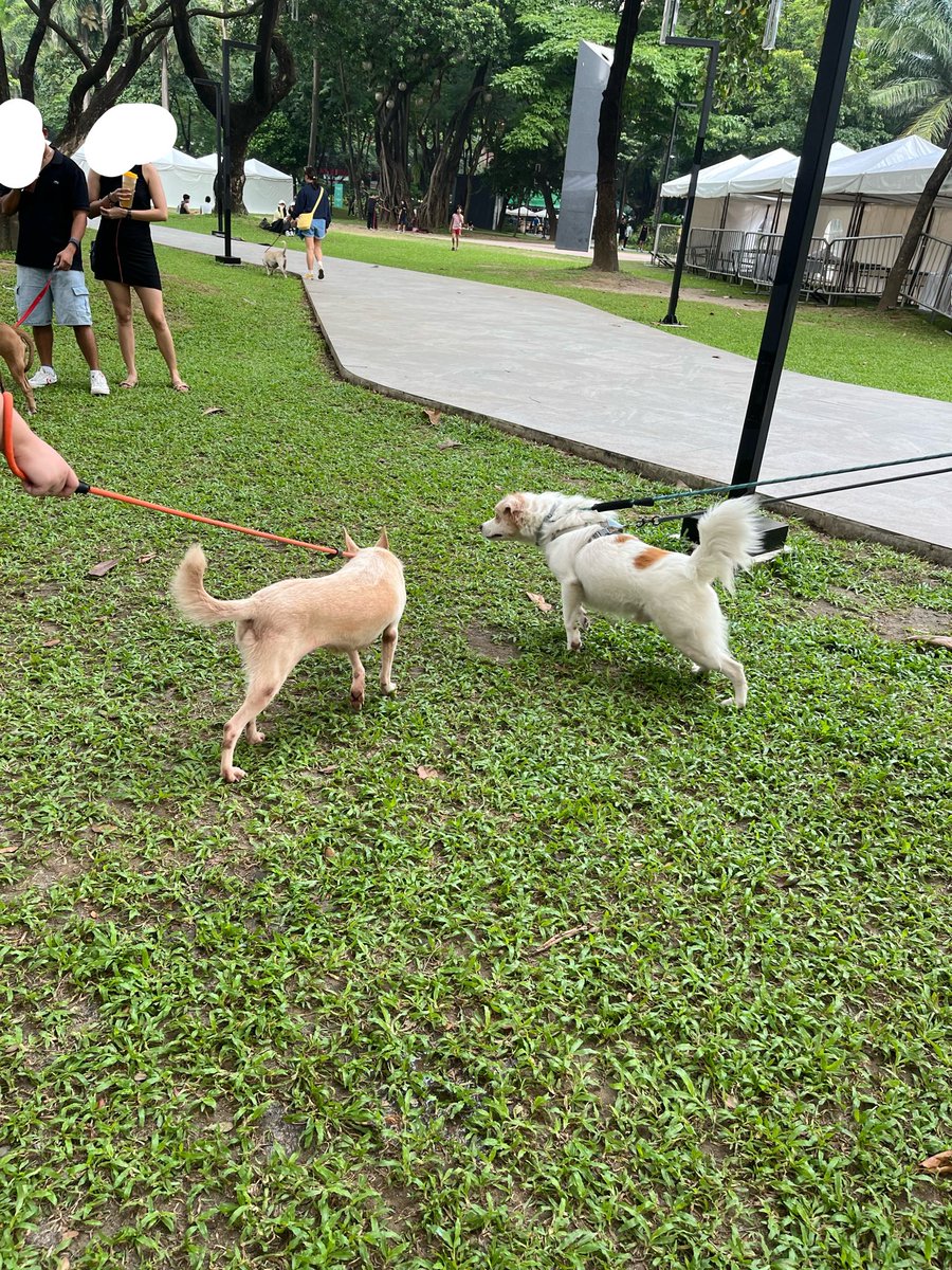 hoshihanune's tweet photo. #PlayWithYoon late feedback since i used my personal account when i joined this event hehe @zkdlscoups
really happy bc i got to celebrate my birthday (earlier) with the rescue dogs last sunday!!!
thank u rin po sa organizers of this event— they were very nice. till next time! https://t.co/KhYakjDJ8c