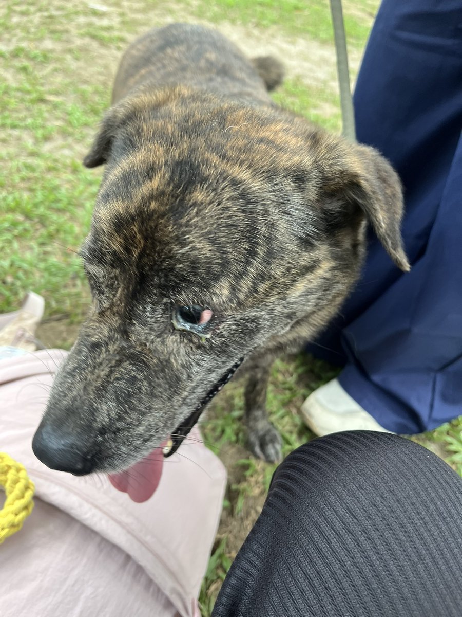 hoshihanune's tweet photo. #PlayWithYoon late feedback since i used my personal account when i joined this event hehe @zkdlscoups
really happy bc i got to celebrate my birthday (earlier) with the rescue dogs last sunday!!!
thank u rin po sa organizers of this event— they were very nice. till next time! https://t.co/KhYakjDJ8c