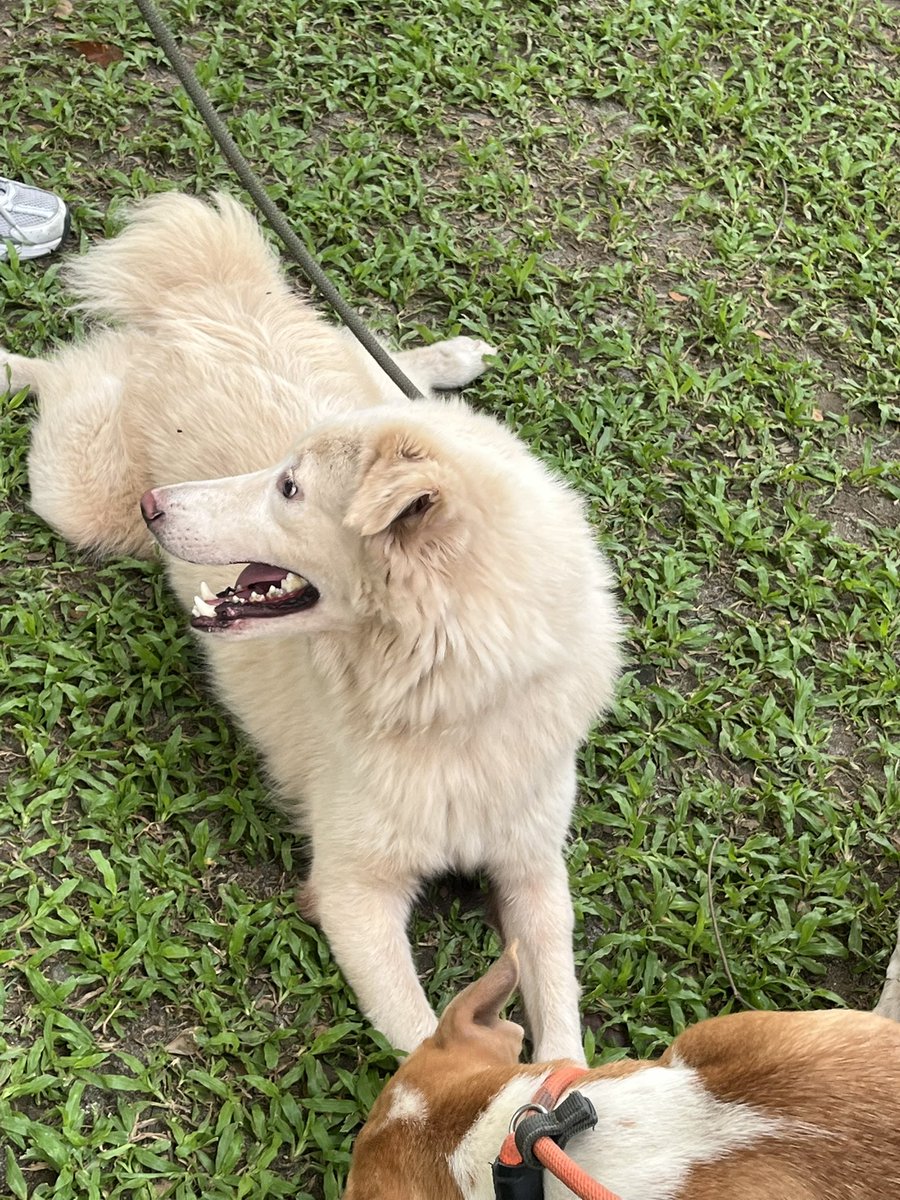 hoshihanune's tweet photo. #PlayWithYoon late feedback since i used my personal account when i joined this event hehe @zkdlscoups
really happy bc i got to celebrate my birthday (earlier) with the rescue dogs last sunday!!!
thank u rin po sa organizers of this event— they were very nice. till next time! https://t.co/KhYakjDJ8c