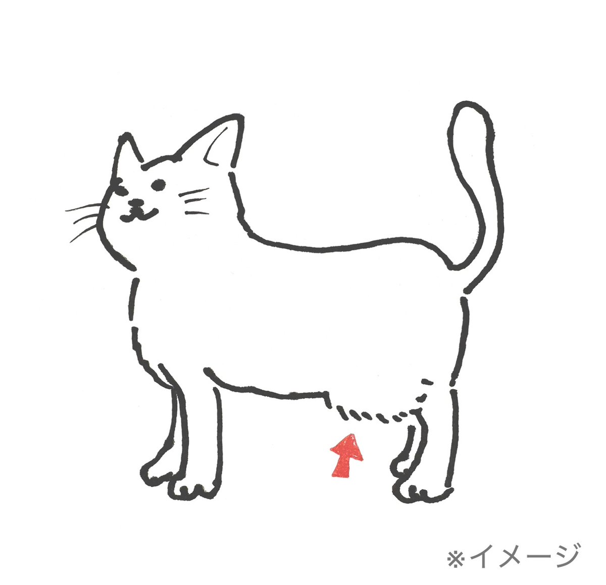 felissimonekobu's tweet photo. 【📢猫写真募集】
猫さんの「プライモーディアルポーチ（ルーズスキン）」をモチーフにした企画を検討中です。

我こそはタプタプなり…という猫さんのお写真をリプライで送ってほしいニャ～🐈 https://t.co/c51mSgSzoL