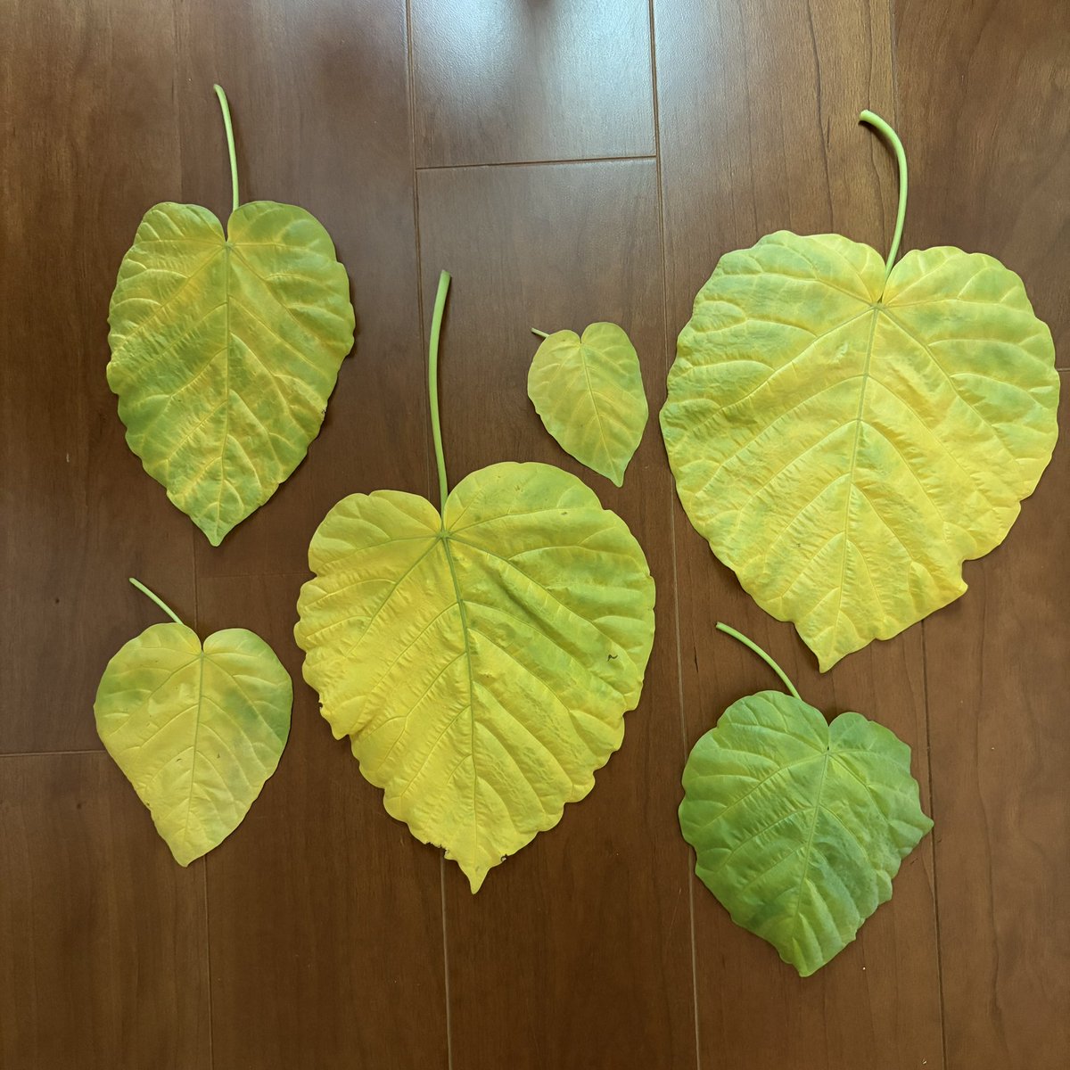 _ryokuha_'s tweet photo. 寒くなってきたのね🍂
今朝はこんなに葉っぱ落としてた🥺

#ガーデナー
#ウンベラータ https://t.co/TpPCJqgEmV