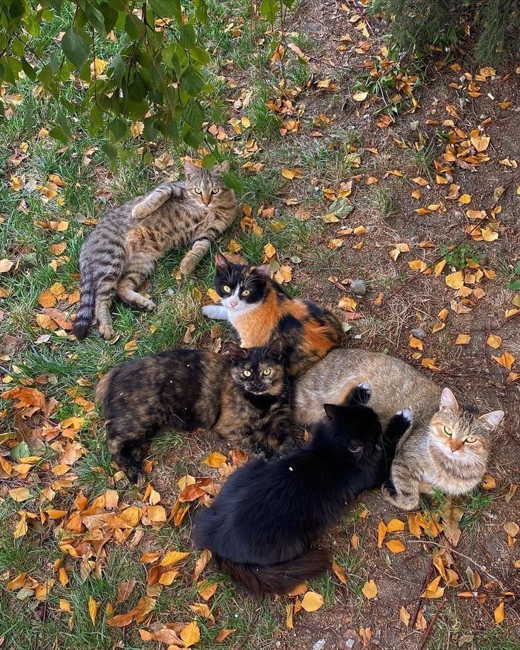 calmgloww's tweet photo. a tiny gathering of friends https://t.co/73UNfbEVaz