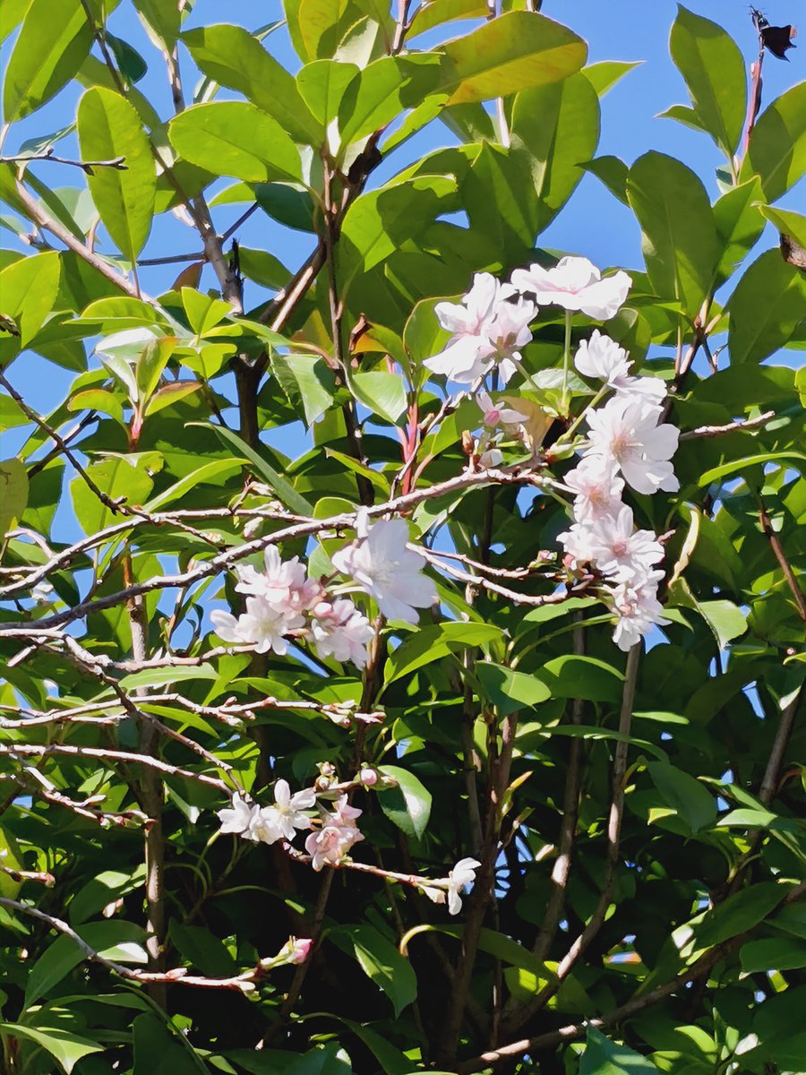 simau5555's tweet photo. 金木犀と桜。 https://t.co/qUQWq74pEF
