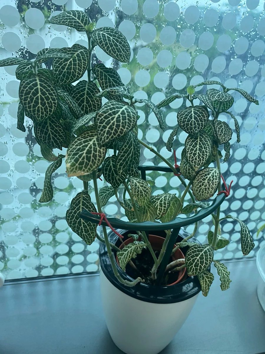 wonde_r_'s tweet photo. 식물을 키우는 게 저에게는 정말 힐링이 돼요. https://t.co/OX1E5Lk9H3