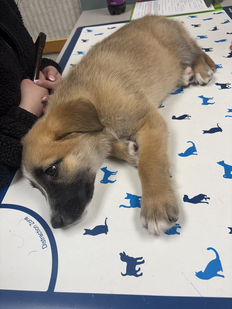 ceexd_7's tweet photo. @jojo_mancini I have an $800 vet bill from when I thought Chase had PARVO but it ended up being a belly full of worms https://t.co/eHGCtr0pv8