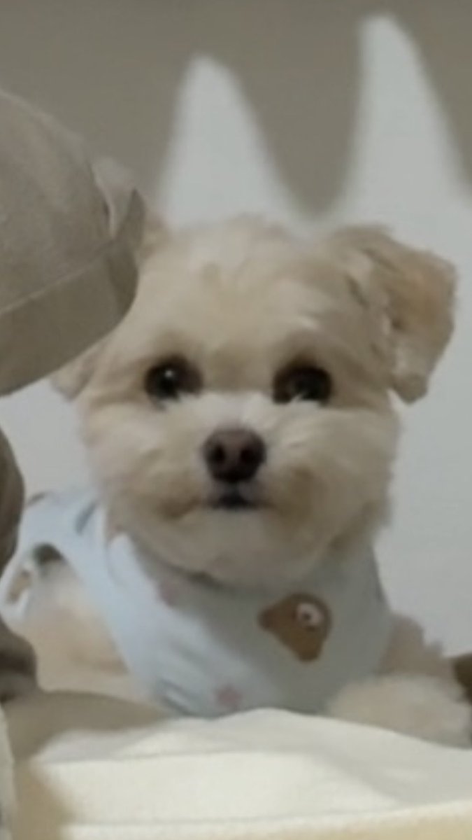 MONKEYWOOOOO's tweet photo. 小さい視線を感じる… https://t.co/MnWQruW8QR