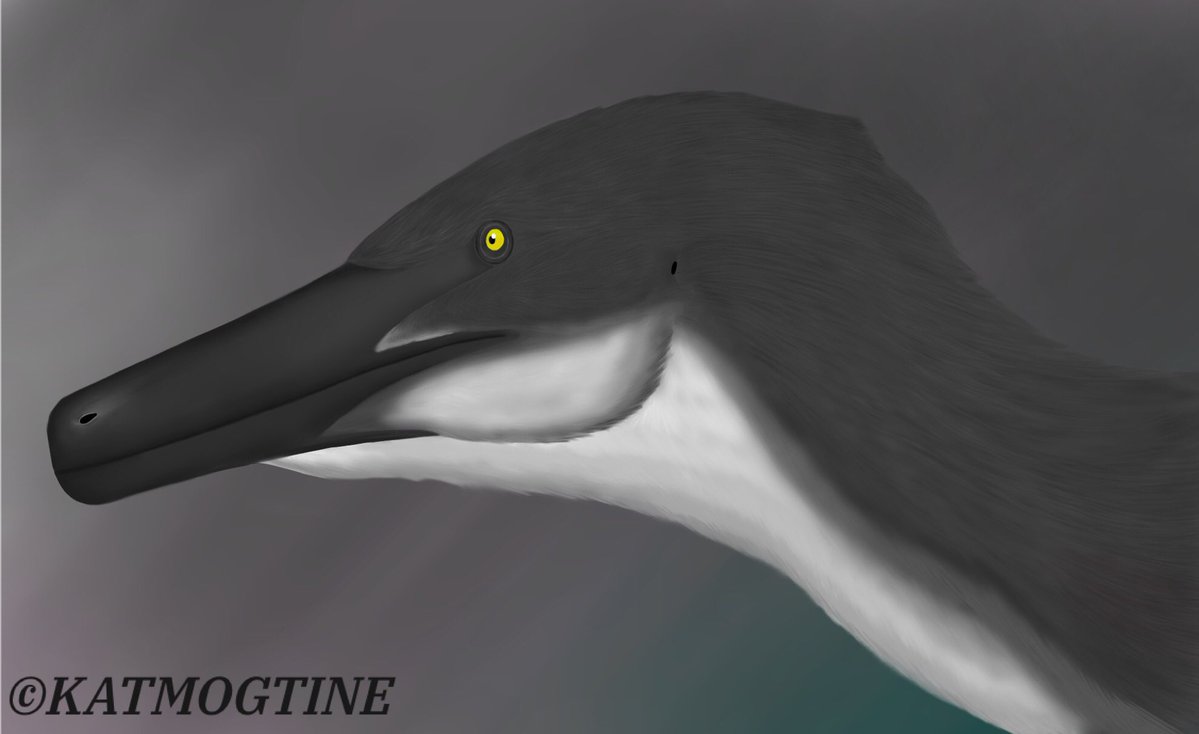 Buhua0809's tweet photo. Austroraptor cabazai
I love this bird from Allen Formation :D👍
#paleoart #dinoart #dinosaur #dinosaurart #art https://t.co/TUf1QhKM6x