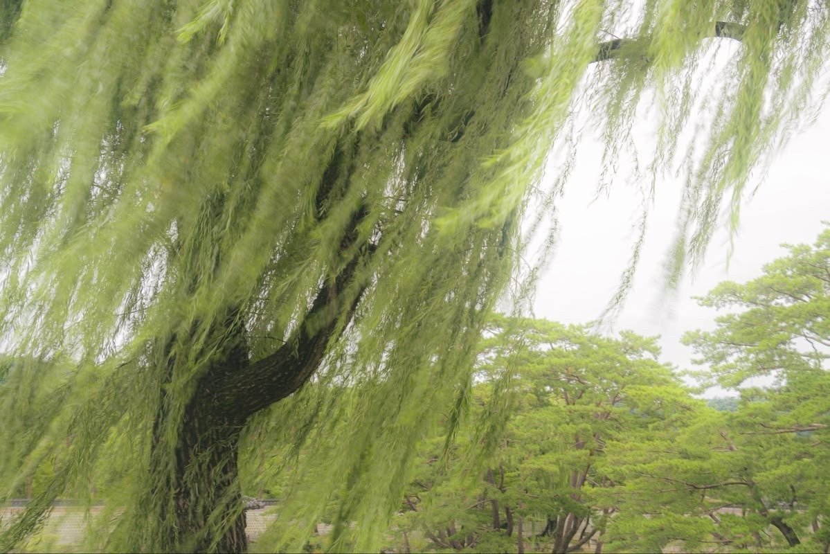 calmgloww's tweet photo. lost in the green https://t.co/jGHkX6ZALl