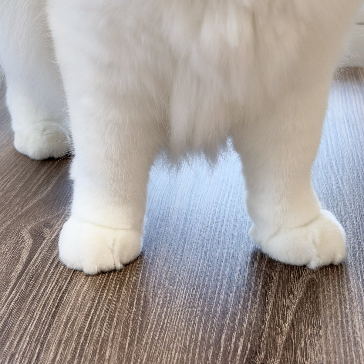 kedama_ragdoll's tweet photo. もちもちでふわふわ https://t.co/XUocR8JPCQ