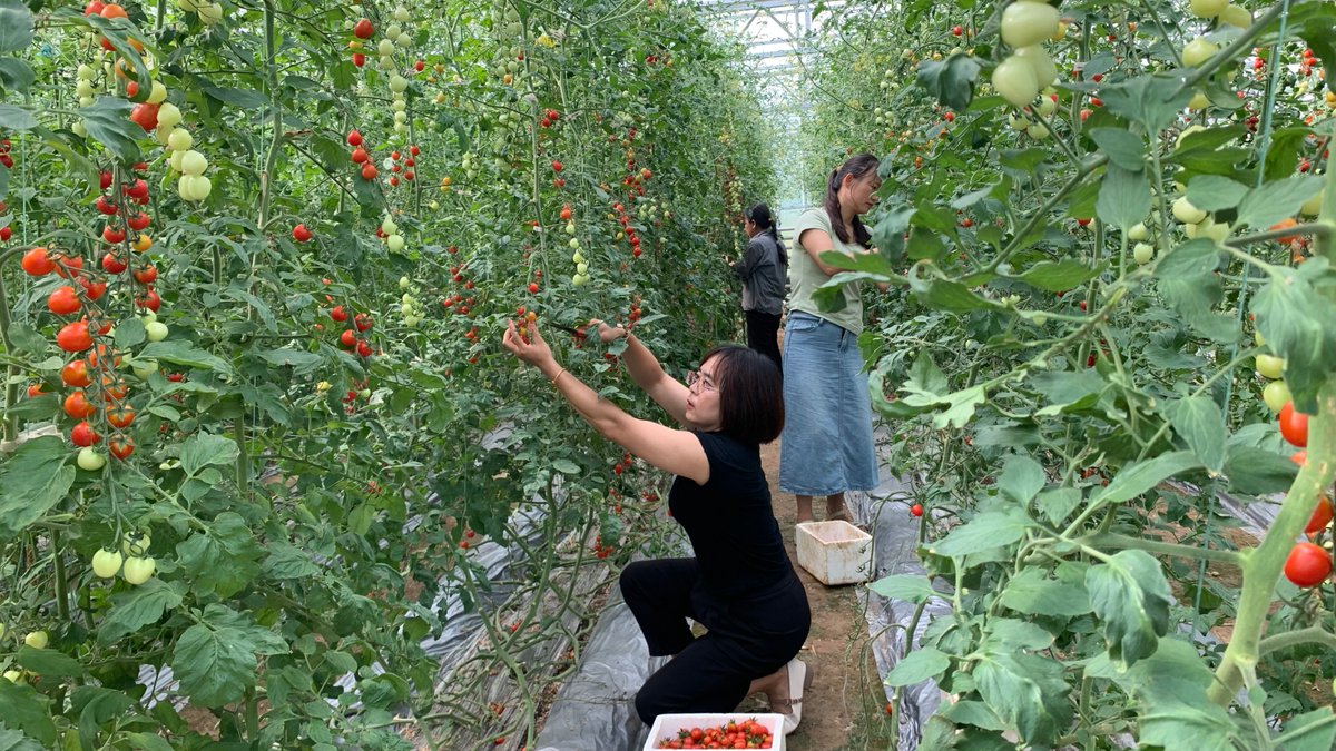 Apenpanigoro's tweet photo. In the sunny garden, tomato paths are lined with lush greenery, fresh veggies waiting to be picked under the warm sun. https://t.co/jgeSj9yDvt