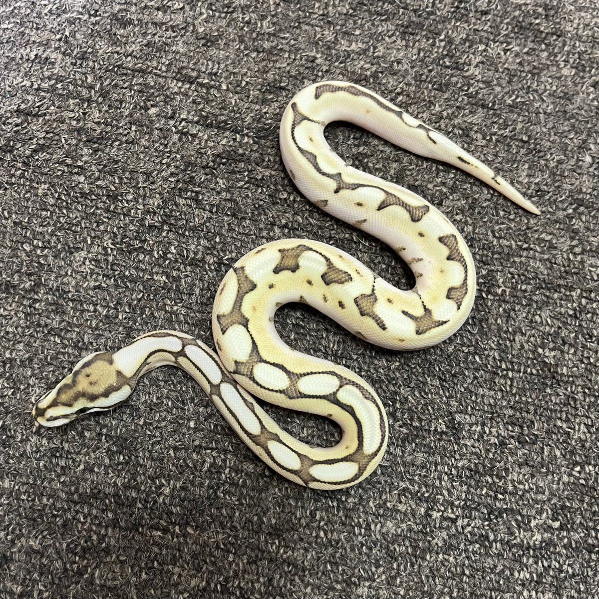 Ballpython_JP tweet picture