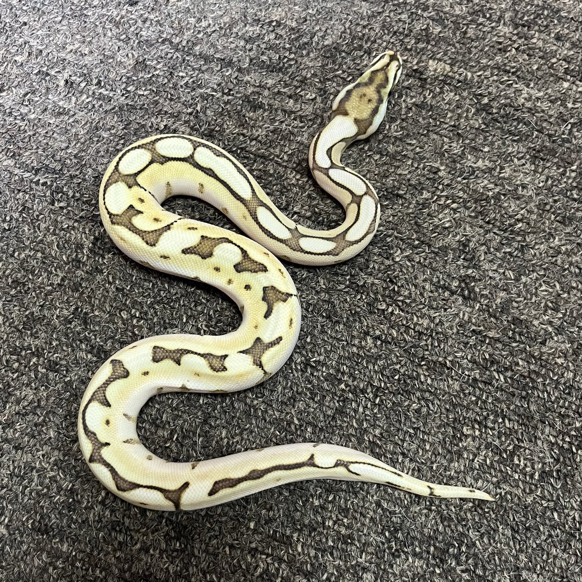 Ballpython_JP tweet picture