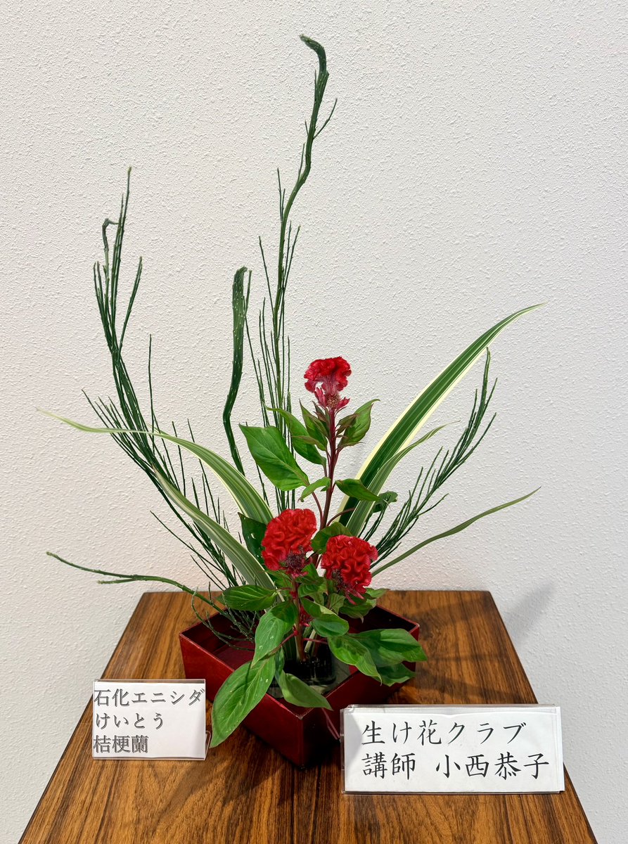 okasgk11's tweet photo. 生け花教室の小西先生が、
石化エニシダ・けいとう・桔梗蘭を
素敵にいけてくださいました✨

秋を感じる鮮やかな彩りが、館内を華やかにしてくれています🍂
小西先生、いつもありがとうございます💕

是非ご覧ください😊
#生け花 https://t.co/RGkNOnvNZv
