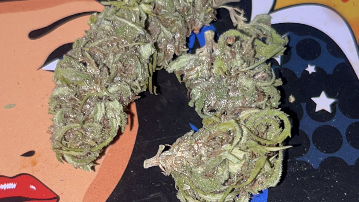 Itsphebeats's tweet photo. Being able to say โI grow the #cannabis I smokeโ is definitely a light flex ๐คท๐พโโ๏ธ๐ฆพ
๐ฎโ๐จ๐จ #itsPhe #GrowYourOwn #Healthy #Health https://t.co/dWx9s810r0