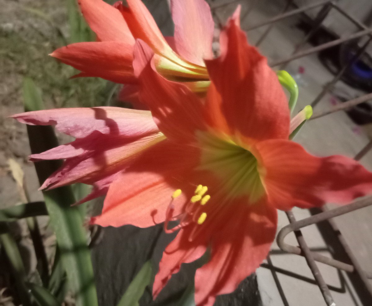 rotxlitz's tweet photo. chat what flower is this https://t.co/qIoXz7ZWOi