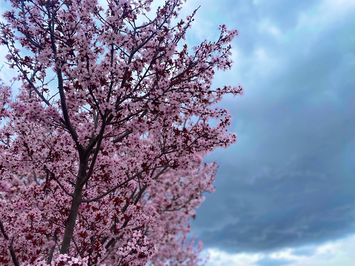 Owlqsk's tweet photo. #sakura https://t.co/rU0lzWmwma