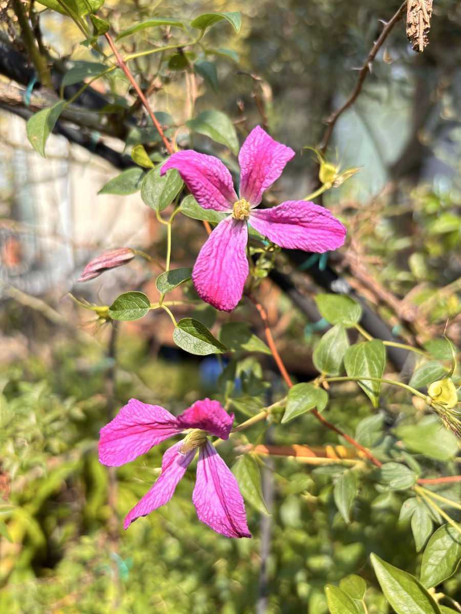 kougetu_ran's tweet photo. 我が家🌿🌸（18）
🌱 ゼフィランサス・カンディダ（玉簾） （レインリリー）
☠️彼岸花の仲間

🌱 オキザリス・ボーウィー（ハナカタバミ）
☠️シュウ酸が含まれる

🌱デュランタ・アルバ　実
☠️花は紹介してたけど実がなりました🤗

🌱クレマチス　ミセス・Ｔ・ルンデル
☠️春撮り損ねたのが返り咲き😊 https://t.co/APayjShbXY