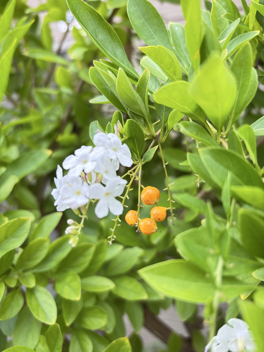 kougetu_ran's tweet photo. 我が家🌿🌸（18）
🌱 ゼフィランサス・カンディダ（玉簾） （レインリリー）
☠️彼岸花の仲間

🌱 オキザリス・ボーウィー（ハナカタバミ）
☠️シュウ酸が含まれる

🌱デュランタ・アルバ　実
☠️花は紹介してたけど実がなりました🤗

🌱クレマチス　ミセス・Ｔ・ルンデル
☠️春撮り損ねたのが返り咲き😊 https://t.co/APayjShbXY