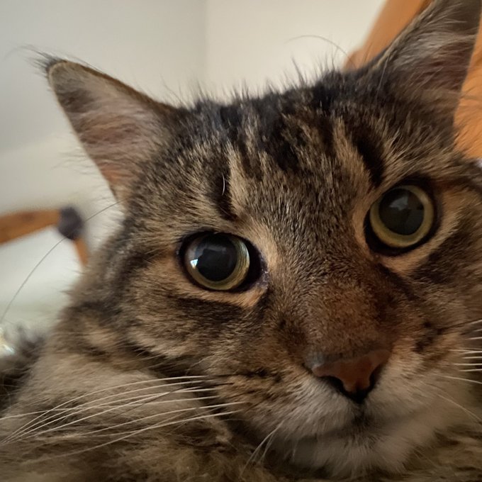 A close-up photo of a tabby cat with large green eyes looking directly at the camera.