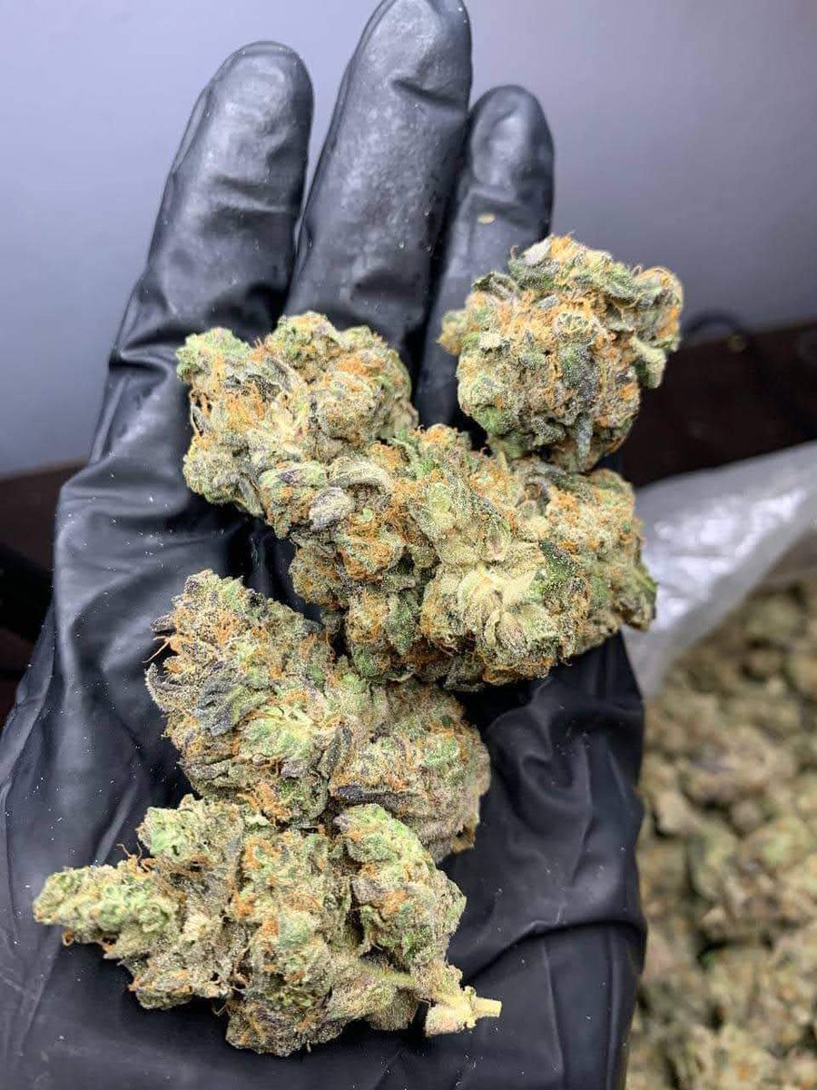 Maui_exotics's tweet photo. Kinglato
π Indica-dominant hybrid (65/35)
Gelato Γ King Louis XIII
THC: 23β27%
1 lb: $980
Top effects: relaxed π happy π sleepy π΄
Top flavors: cream π¦ sweet π¬ kush β½
#Kinglato #Gelato #KingLouis #Indica #THCAFlower #Cannabis https://t.co/q3qYXJL7X8
