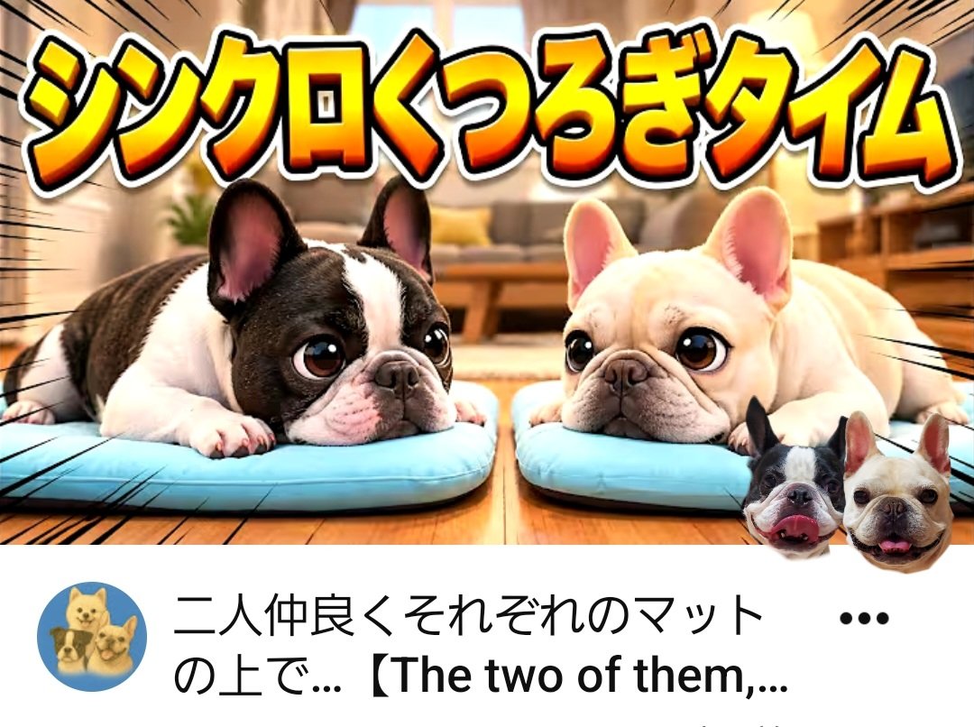 hanahana111111's tweet photo. YouTube更新しました
最新の動画はコチラです
⬇️
二人仲良くそれぞれのマットの上で... ▶️https://t.co/0s4QHhYPPr
#いいね #RT #ありがとうございます #ご視聴ありがとうございます #感謝 🙏 #frenchbulldogs #frenchbulldog #dogs #可愛い #cute #犬のいる暮らし https://t.co/wc1sDxNLMv