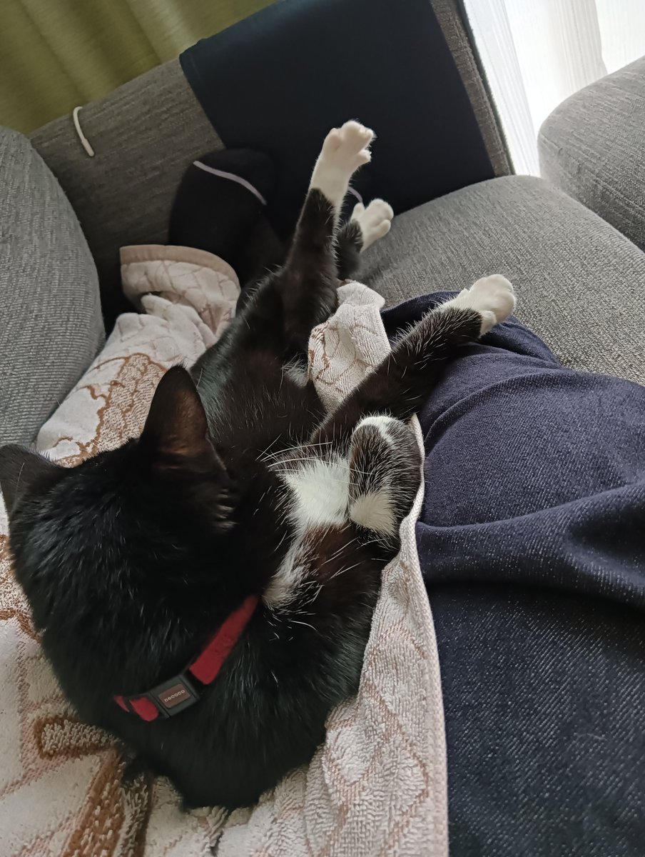 sachipoya's tweet photo. おはようございますにゃ🐱🐾
脚の上でくつろがれています

長男は今日から修学旅行です。
ディズニー台風直撃🌀

#猫のいる暮らし
#猫好きさんと繋がりたい https://t.co/EQ9CKQj7I4
