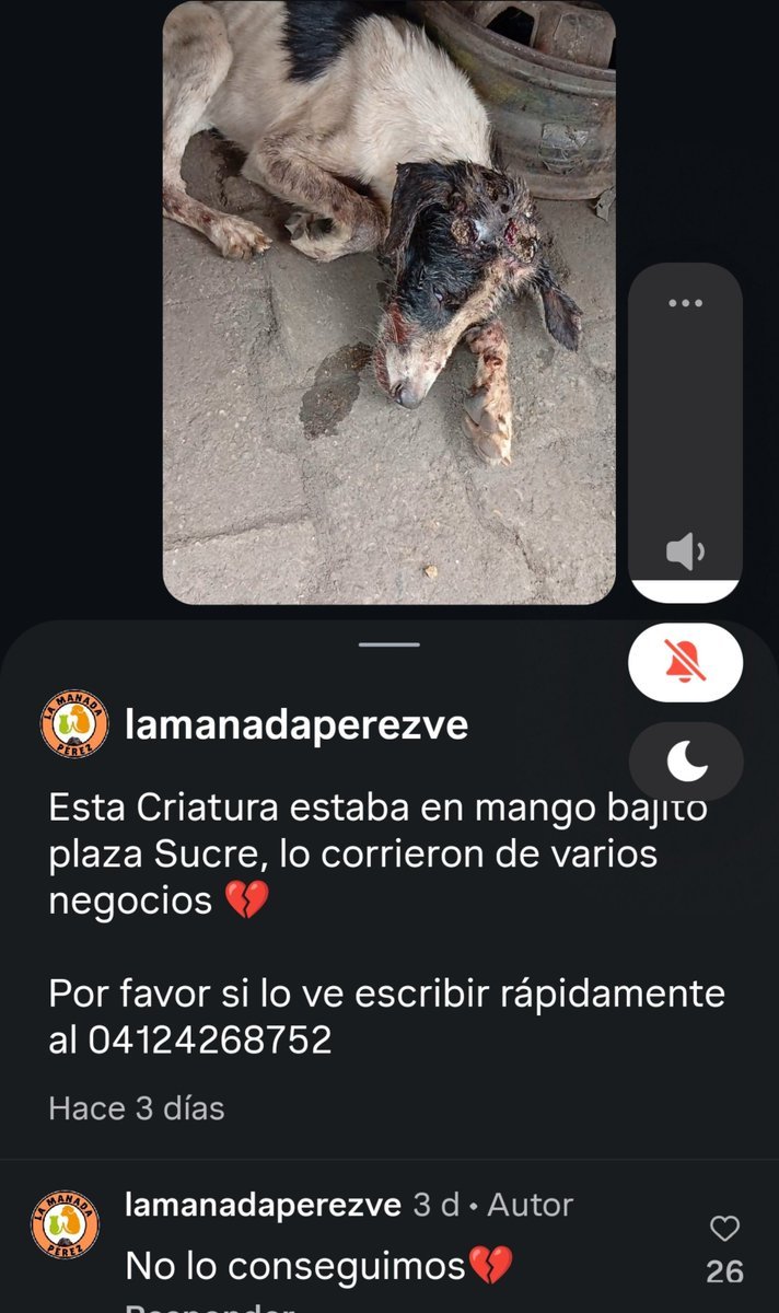 PerroUsuario's tweet photo. RP @Mary_Jar: 🚨Urge difusión!! Por amor a Dios!
@lamanadaperezve lo busca para auxiliarlo. 
Lo corrieron de varios comercios de la zona...Se desconoce su paradero. Si lo ven, se agradece resguardo y llamar de inmediato al contacto del post.

Gracias a todos por difundir. https://t.co/V1IkiNzV2k