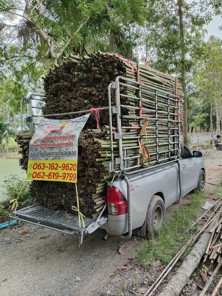 RnphuSng's tweet photo. 🙏ส่งงานวันอังคาร ที่ 29/9/2569 (194มัด)🙏
🌳ขายตลอดทั้งปีครับ🌳สนใจไม้ไผ่ลำไม้ไผ่ผ่าซีกแหลมปลาย🌳ไม้หลักปักค้ำยันต้นไม้ทุกชนิด🌳
☎️สนใจติดต่อสอบถาม
Tel / line : 0959788029 / 0631629620 / 0626199799 บ๋อม นครนายก
🙏🙏🙏ขอบคุณลูกค้าที่อุดหนุนครับ🙏🙏🙏 https://t.co/W0KOcnLB6q