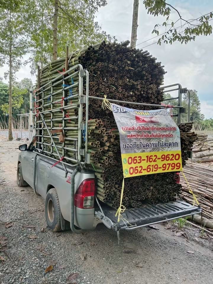 RnphuSng's tweet photo. 🙏ส่งงานวันอังคาร ที่ 29/9/2569 (194มัด)🙏
🌳ขายตลอดทั้งปีครับ🌳สนใจไม้ไผ่ลำไม้ไผ่ผ่าซีกแหลมปลาย🌳ไม้หลักปักค้ำยันต้นไม้ทุกชนิด🌳
☎️สนใจติดต่อสอบถาม
Tel / line : 0959788029 / 0631629620 / 0626199799 บ๋อม นครนายก
🙏🙏🙏ขอบคุณลูกค้าที่อุดหนุนครับ🙏🙏🙏 https://t.co/W0KOcnLB6q