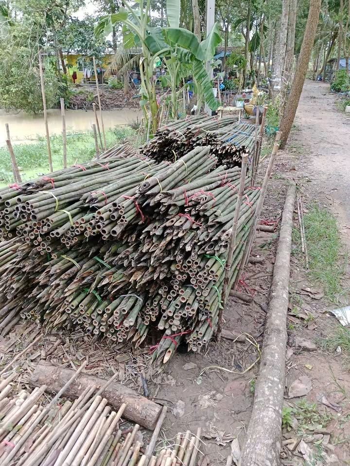 RnphuSng's tweet photo. 🙏ส่งงานวันอังคาร ที่ 29/9/2569 (194มัด)🙏
🌳ขายตลอดทั้งปีครับ🌳สนใจไม้ไผ่ลำไม้ไผ่ผ่าซีกแหลมปลาย🌳ไม้หลักปักค้ำยันต้นไม้ทุกชนิด🌳
☎️สนใจติดต่อสอบถาม
Tel / line : 0959788029 / 0631629620 / 0626199799 บ๋อม นครนายก
🙏🙏🙏ขอบคุณลูกค้าที่อุดหนุนครับ🙏🙏🙏 https://t.co/W0KOcnLB6q