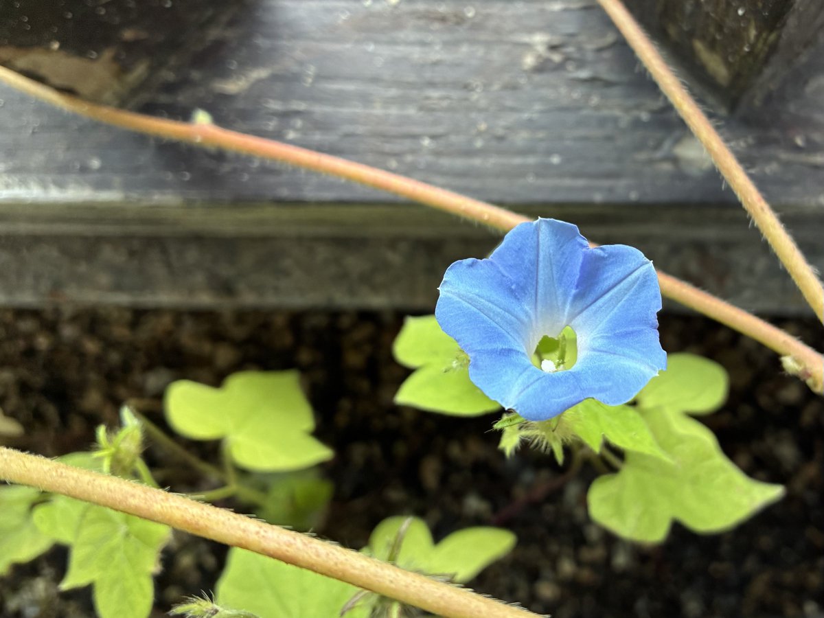 pentomo's tweet photo. ひとつ https://t.co/m9aPUzStrO