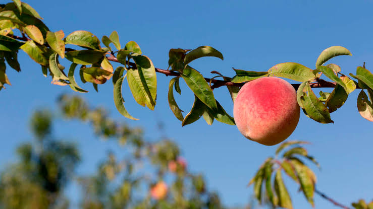 PGS_Lip's tweet photo. [ @PoliGSim ]
-
Marshville, Georgia.
-
In this great town, Marshville, the Georgia peach industry was born. And ever since then, agriculture has been a big part of our state.
-
As Governor, I'll work directly with our farmers to make sure they're getting the attention they...
- https://t.co/7JTIzN5wqQ