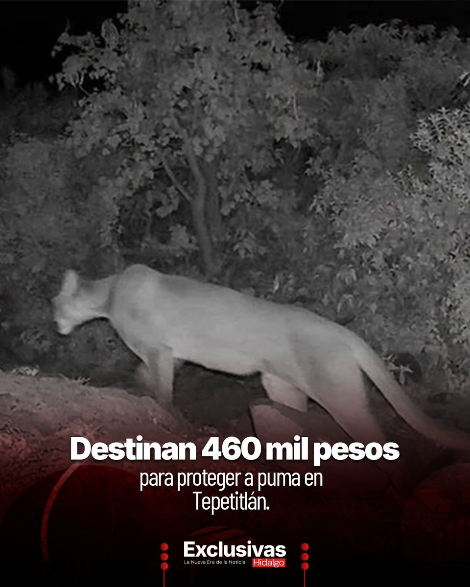 ExclusivasHgo's tweet photo. 🐆 #Puma | Las comunidades de Xithi Primera y Segunda Sección, en Tepetitlán, recibieron 460 mil pesos para reforzar la preservación del puma y otras especies silvestres detectadas cerca del río Tula.
🔗 Toda la información: https://t.co/trEti8cbKz https://t.co/jYlTgMIZP6