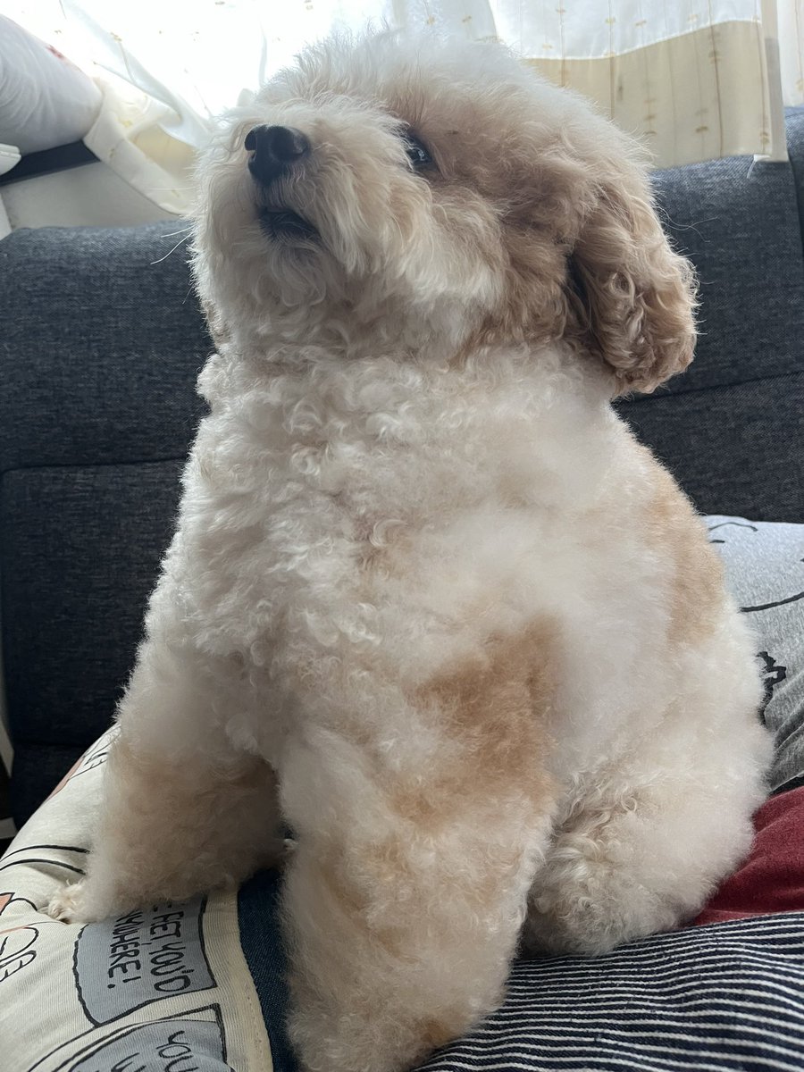 ha_cchi_mi's tweet photo. これは
おしりはブラッシングお断りです！
ってお座りでお尻を隠す犬。
（下半身はブラッシング嫌い） https://t.co/HHNbq8SEIx