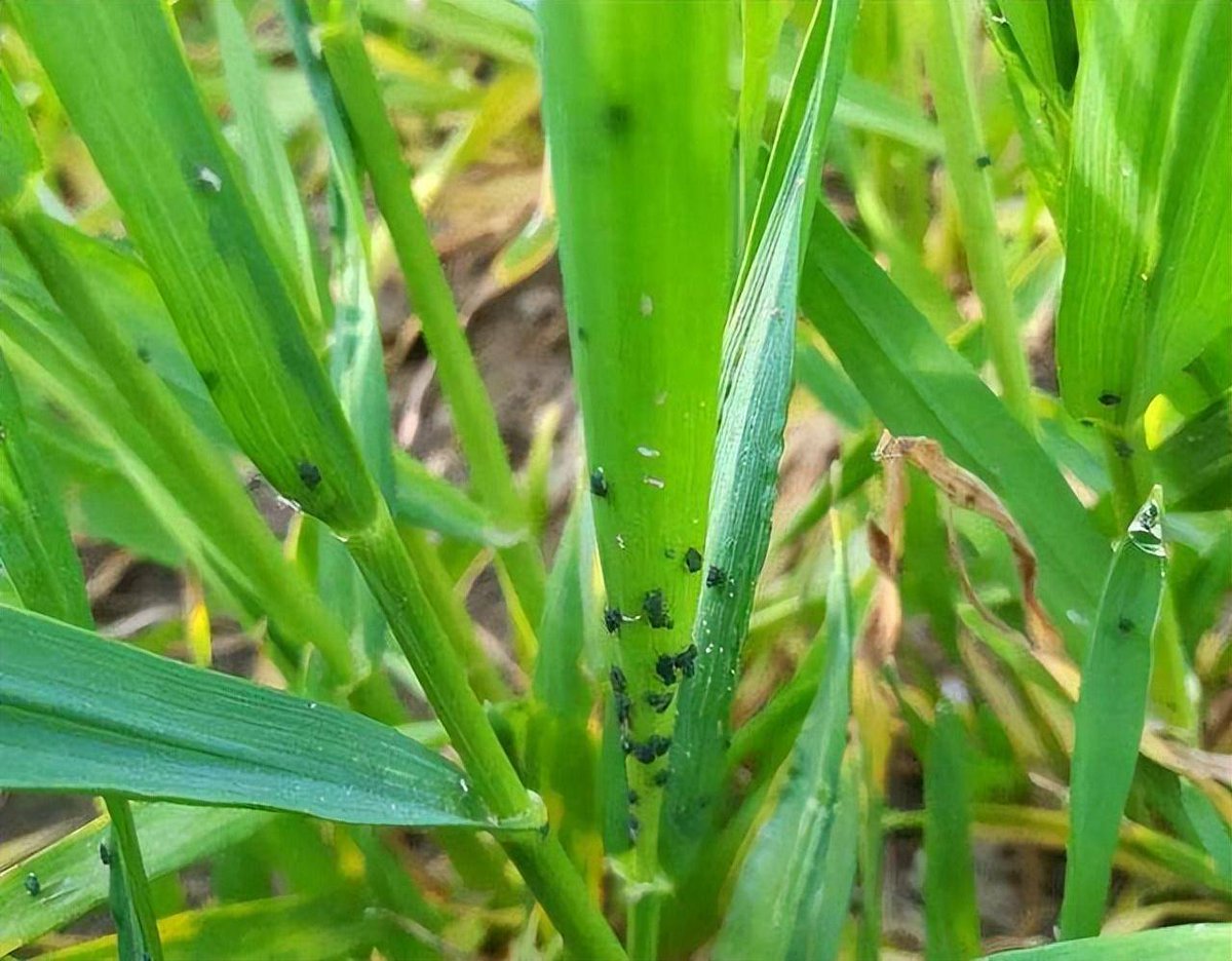 dbdudwn227's tweet photo. [In the crop field, I spot 畏宰嵌蚜漳, a pest that harms crops — need to act fast to protect the harvest!] https://t.co/VRAGLO0unp